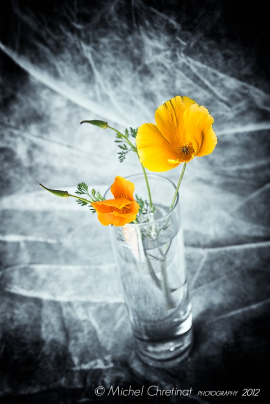 Meadow flower in a glass