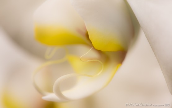 Orchid Close-up