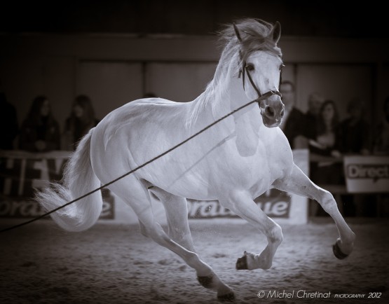 Spanish Horse , Salon du Cheval Paris 2010