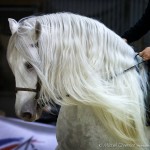 Spanish Horse , Salon du Cheval Paris 2011