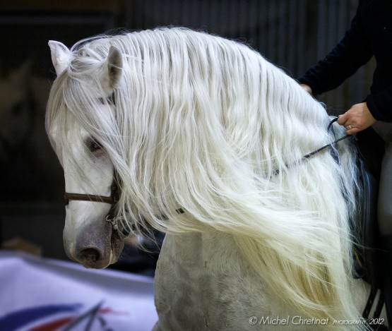Spanish Horse , Salon du Cheval Paris 2011