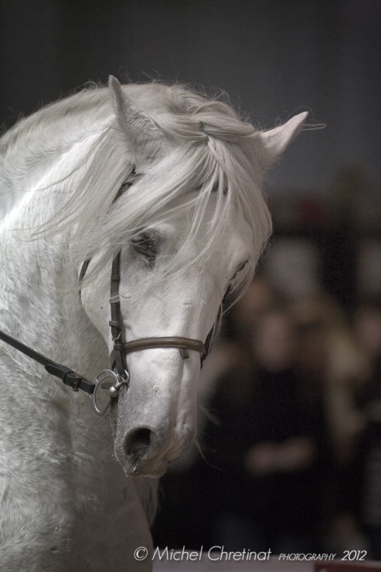 Spanish Horse , Salon du Cheval Paris 2011