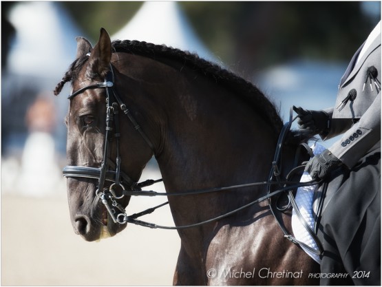 Dressage :Masters Cheval Ibérique 2014 - Fontainebleau