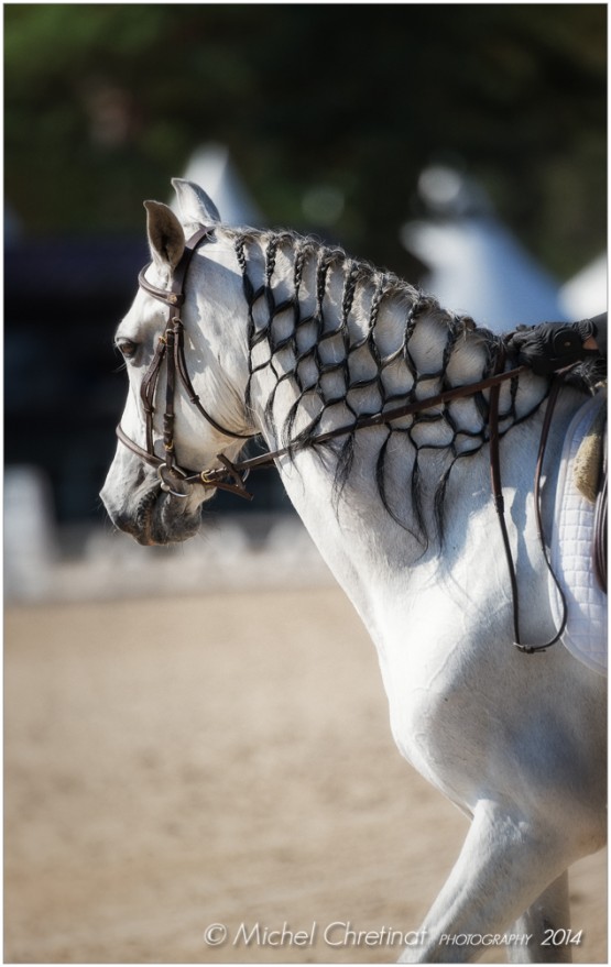 Dressage :Masters Cheval Ibérique 2014 - Fontainebleau