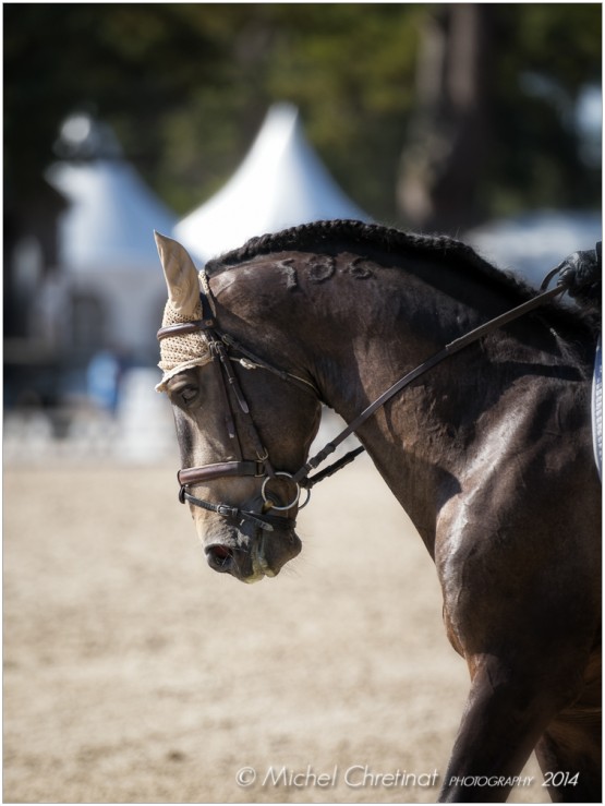 Dressage :Masters Cheval Ibérique 2014 - Fontainebleau