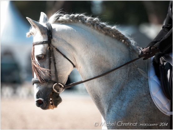 Dressage :Masters Cheval Ibérique 2014 - Fontainebleau