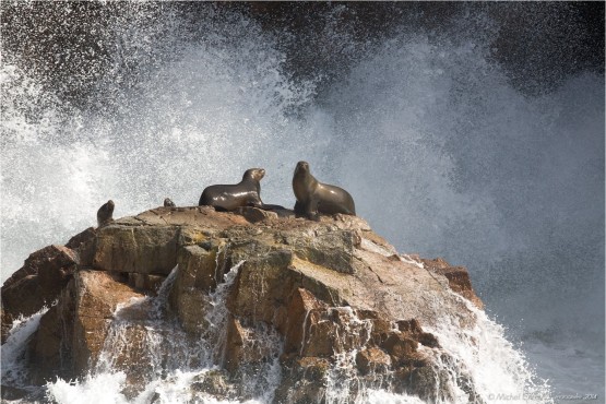 Ballestas Islands provide shelter for otaries , sea lions ,....
