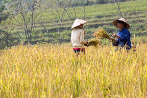 Rice harvest in Pu Luong Reserve, Vietnam - Récolte du Riz dans la reserve de Pu-luong au Vietnam