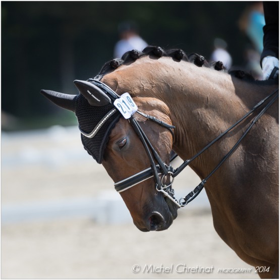 Dressage : European Championship Young Riders & Juniorts - Compiegne 2013