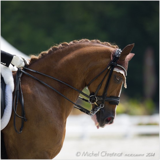 Dressage : European Championship Young Riders & Juniorts - Compiegne 2013