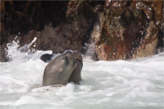 Otaries on Ballestas Islands