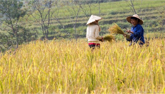 Rice harvest in Pu Luong Reserve, Vietnam - récolte de riz dans la réserve de Pu Luong , ietnam