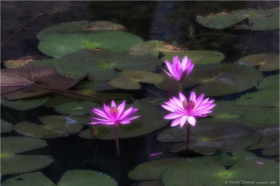 Water lilies , Ninh Binh