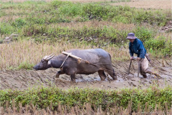 White Thai traditional village in Pu Luong Nature reserve