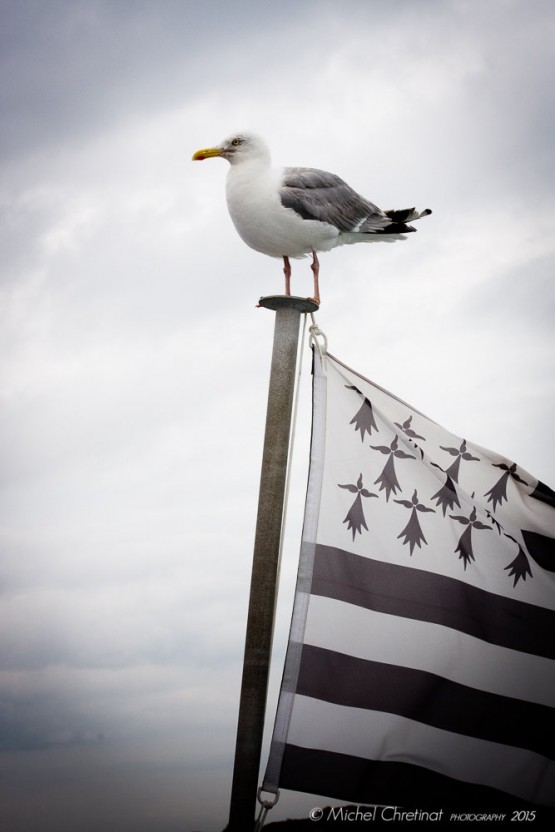 Gwenn ha du : Flag of Brittany