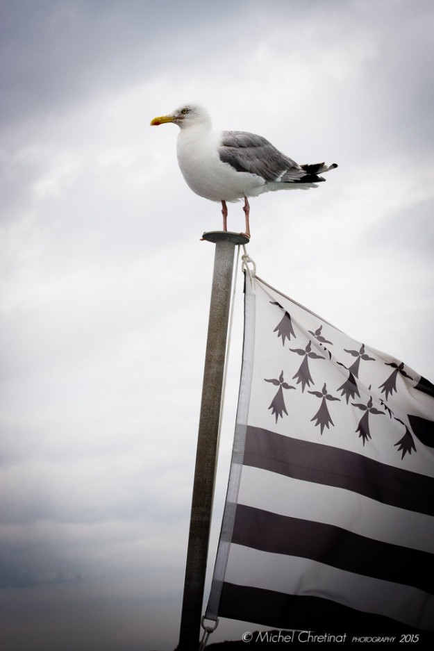Gwenn ha du : Flag of Brittany