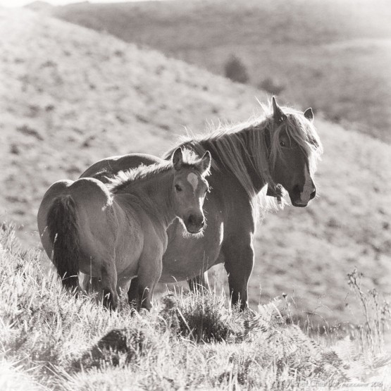Pottok Horses in Basque Arbailles Mountains