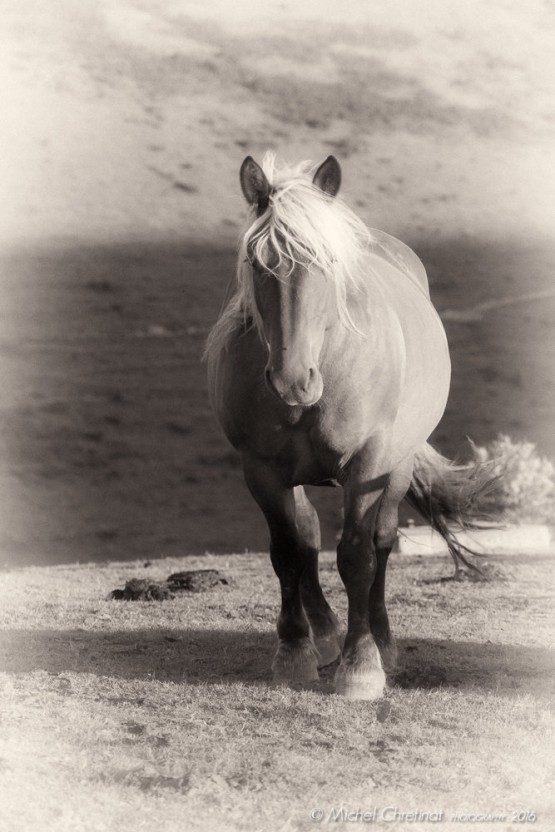 Pottok Horses in Basque Arbailles Mountains
