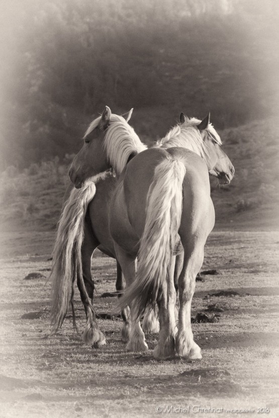 Pottok Horses in Basque Arbailles Mountains