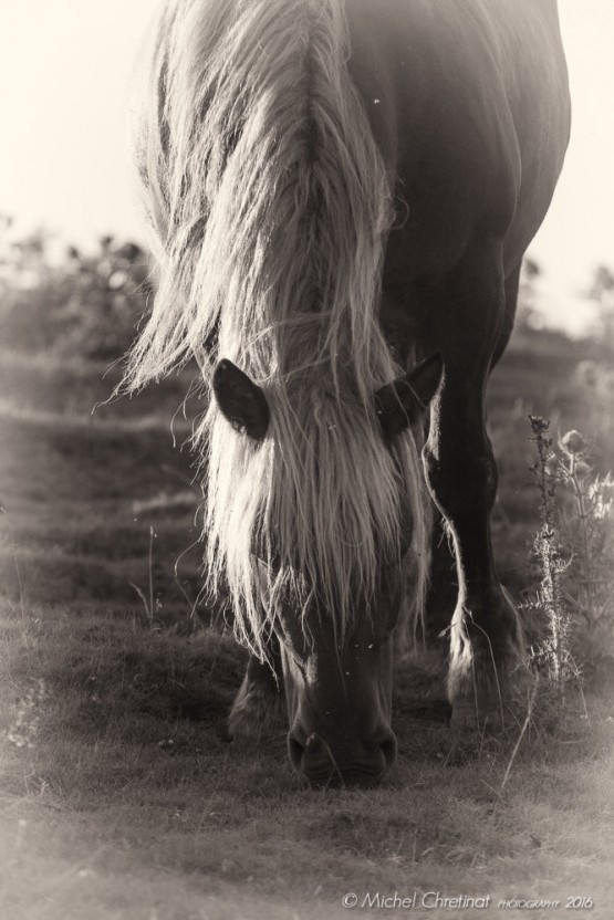 Pottok Horses in Basque Arbailles Mountains