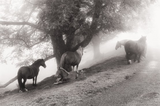 Pottok Horses in Basque Arbailles Mountains