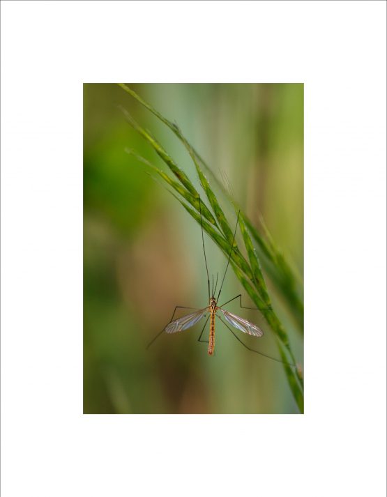 Crane Fly