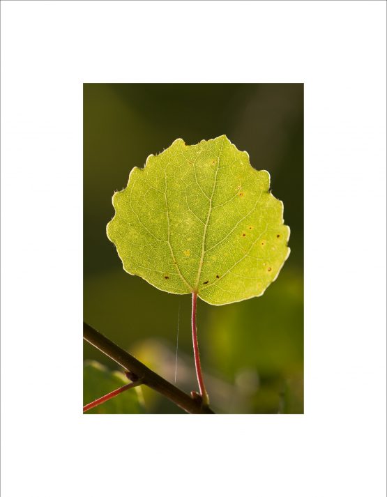 Populus tremula leaf