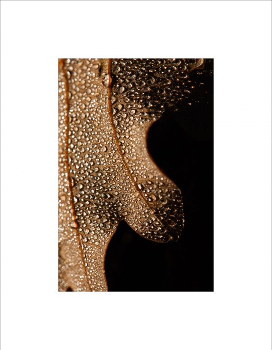 dew beads on autumn leaf