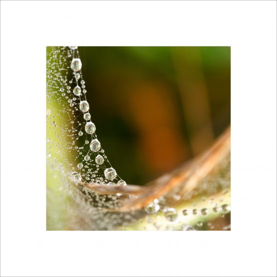 beads of morning dew
