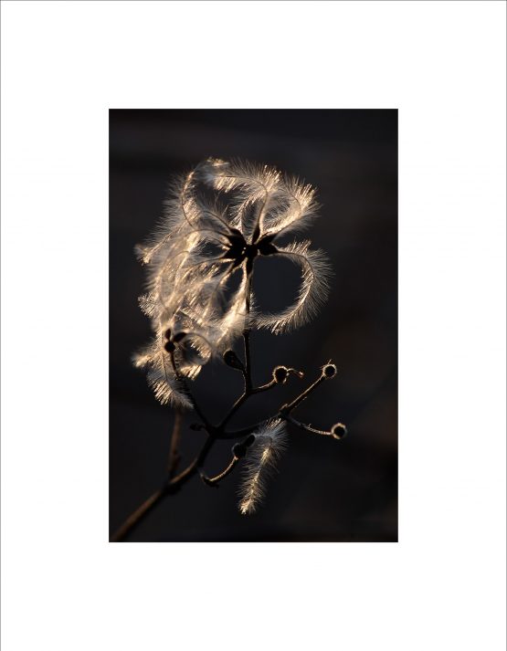 Clematis Vitalba Seed Head
