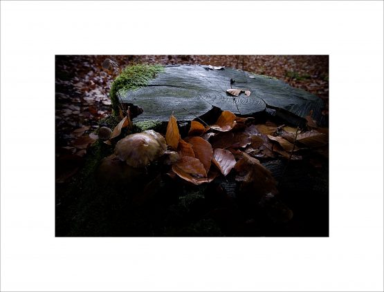 looking down in forest - cut tree stump , mushroom and leaves