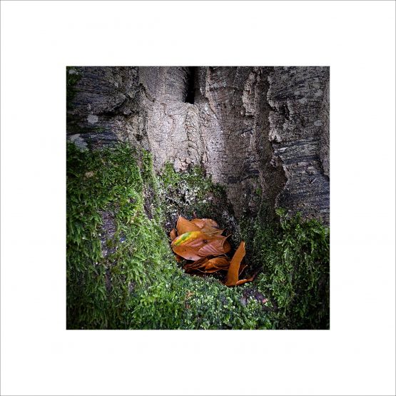 Trunk Closeup with moss and autumn leaves