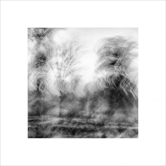 Tree movement suggestion in Winter time ( B&W)