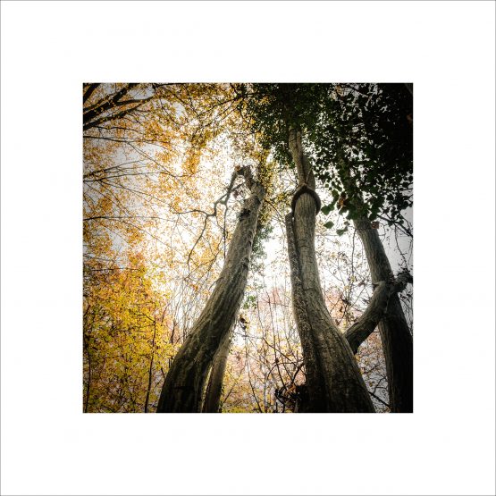 fall season , looking at the top of the trees