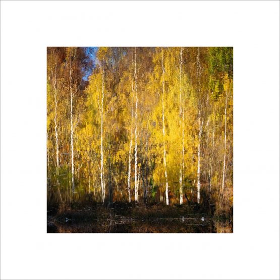 reflection of birch trees with fall colors