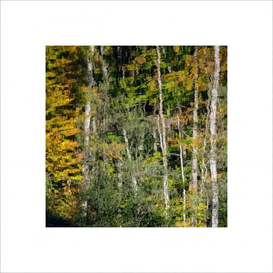 Trees reflection on water