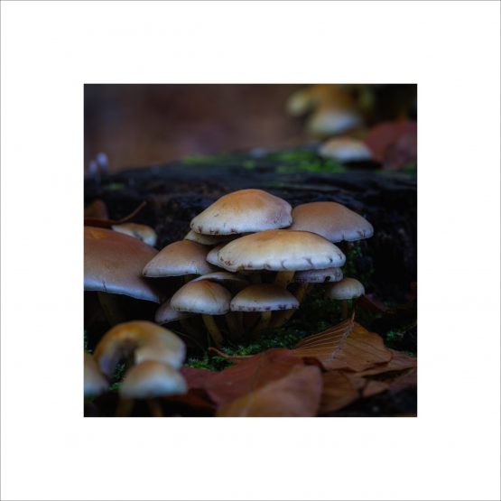 Mushrooms growing on a tree trunk