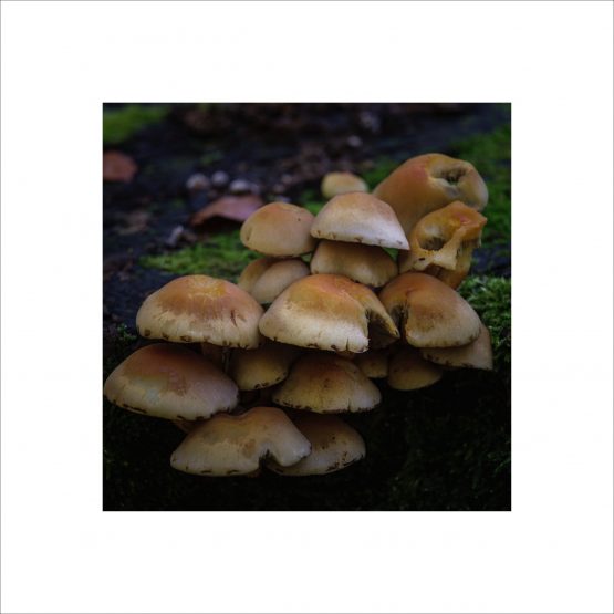 Mushrooms growing on a tree trunk