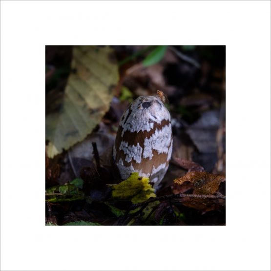 Coprinus picaceus - Coprin pie -