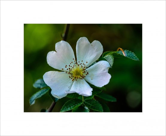 Rosa Canina - Eglantier commun