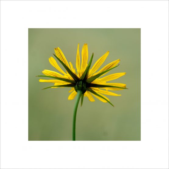 Tragopogon pratensis - Salsifis des prés