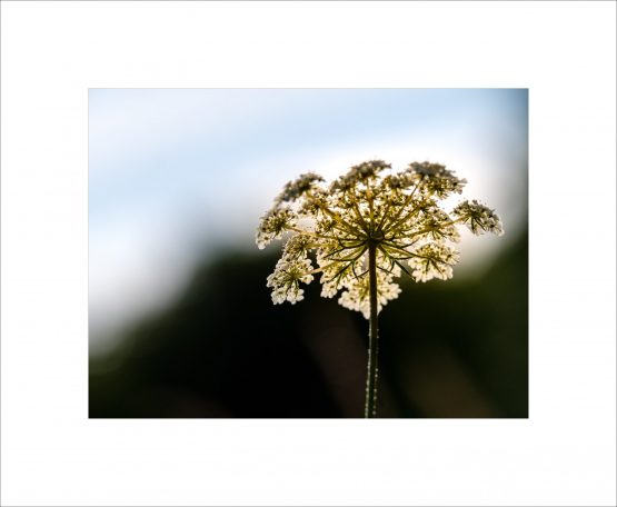 Daucus carota - Carotte sauvage