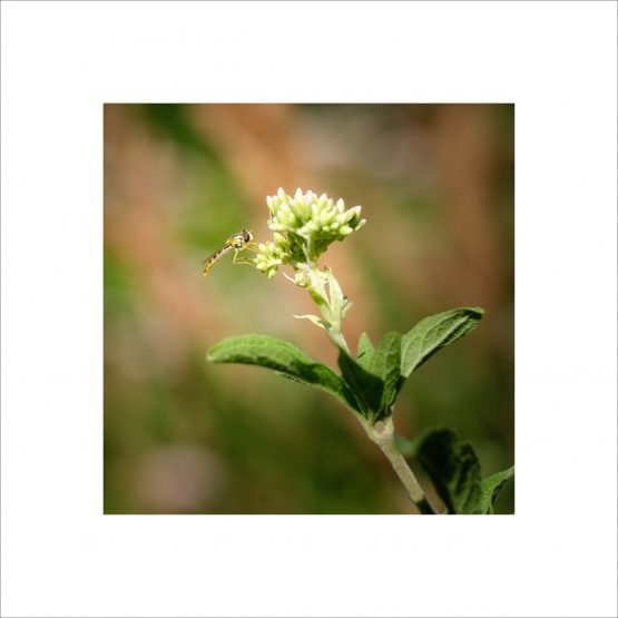 Episyrphus balteatus - syrphe- Marmalade hoverfly