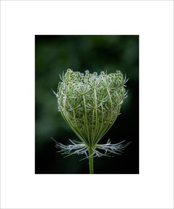 Daucus carota - Carotte sauvage