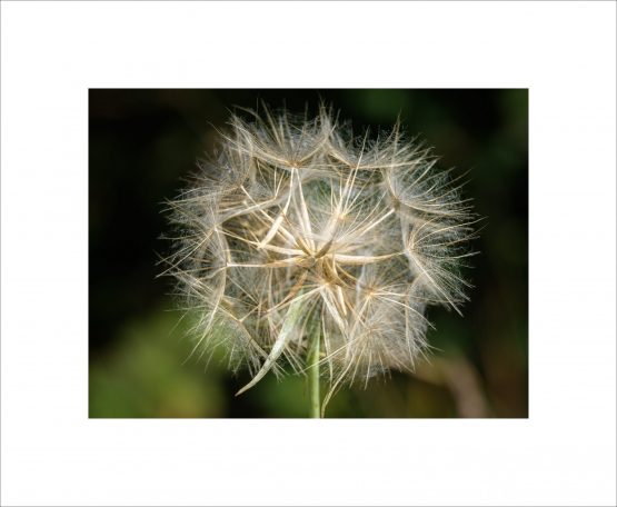 Tragopogon pratensis - Salsifis des prés