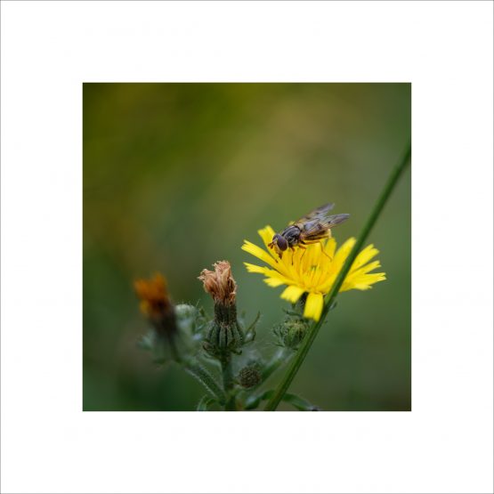 Syrphidae Cheilosia