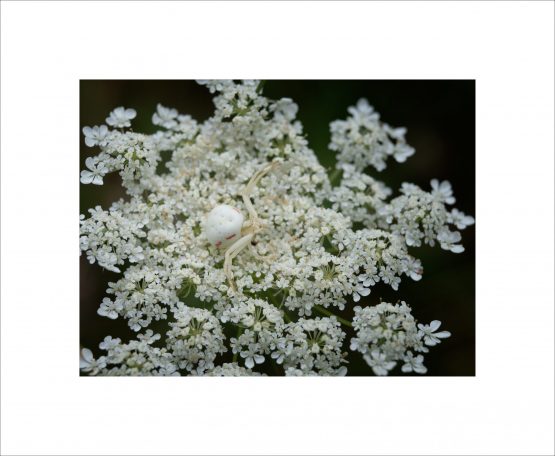 Misumena vatia - Thomise variable - Crab Spider