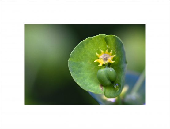 Euphorbia helioscopa