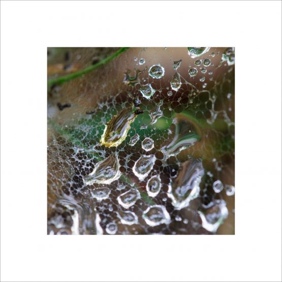 morning dew beads closeup