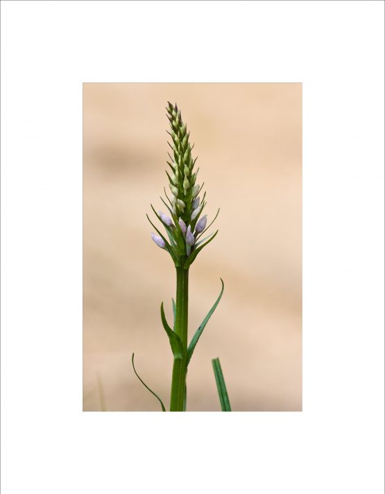 Dactylorhiza maculata